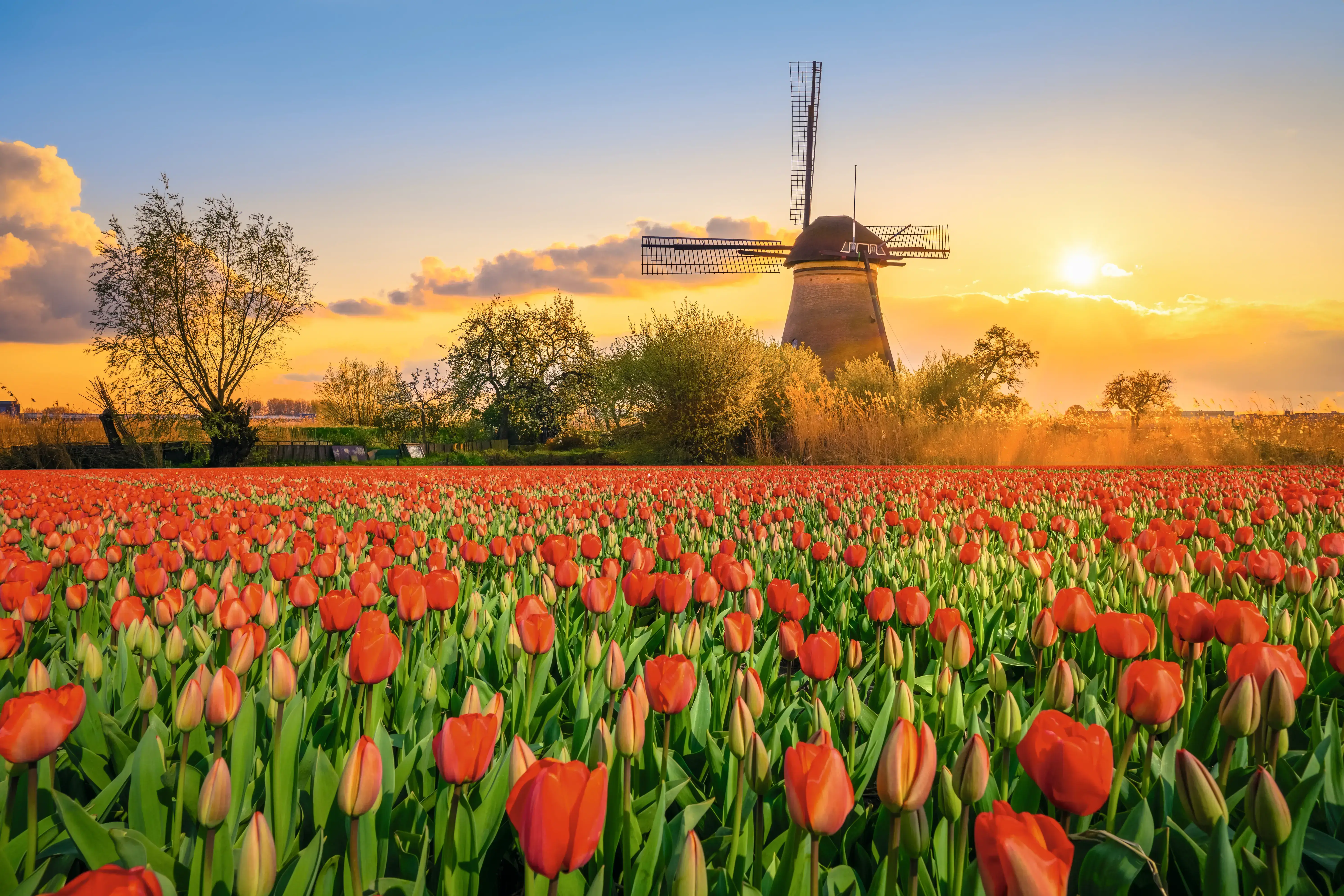Lueftner_Cruises_Amadeus_Netherlands_windmill_tulips__c_LU1388493917.webp