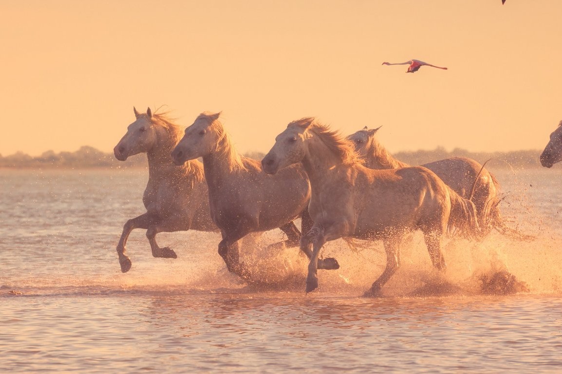csm_AdobeStock_179735354_Camargue_Cote_d_Azur_87d34662c0.jpeg