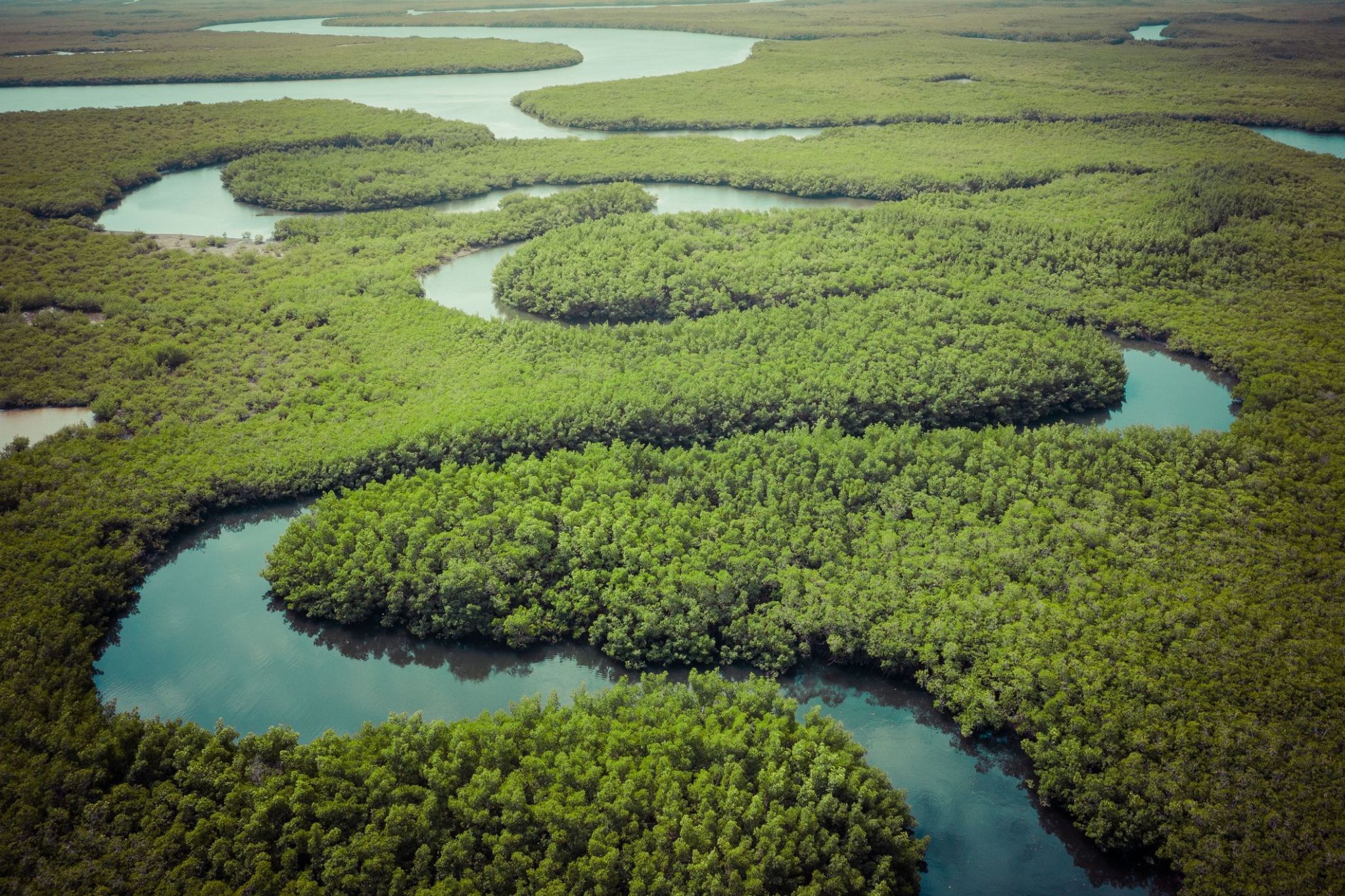 2388816_AMAZONIA - Cruise.jpg