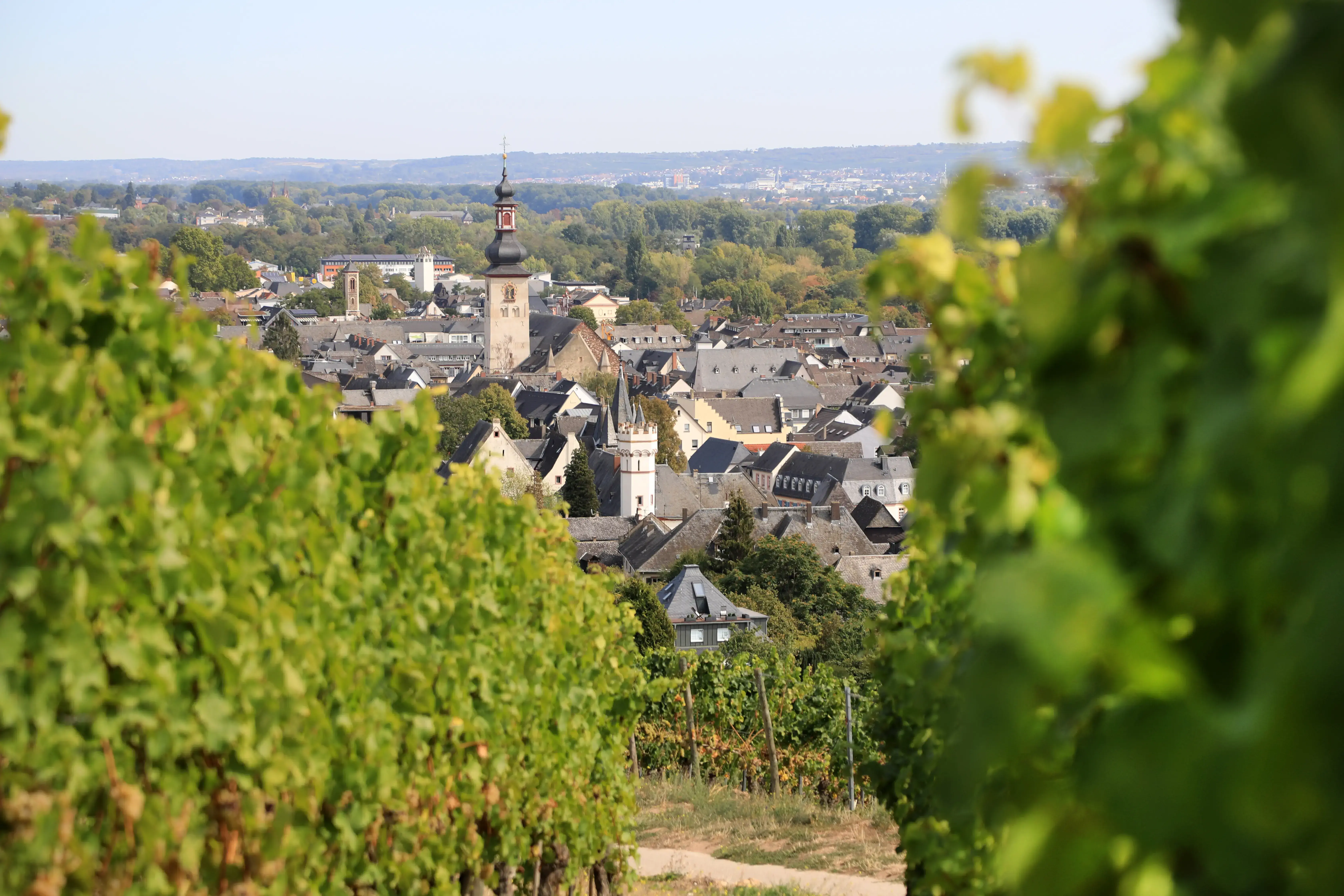 weinberge-ruedesheim-20-09.webp