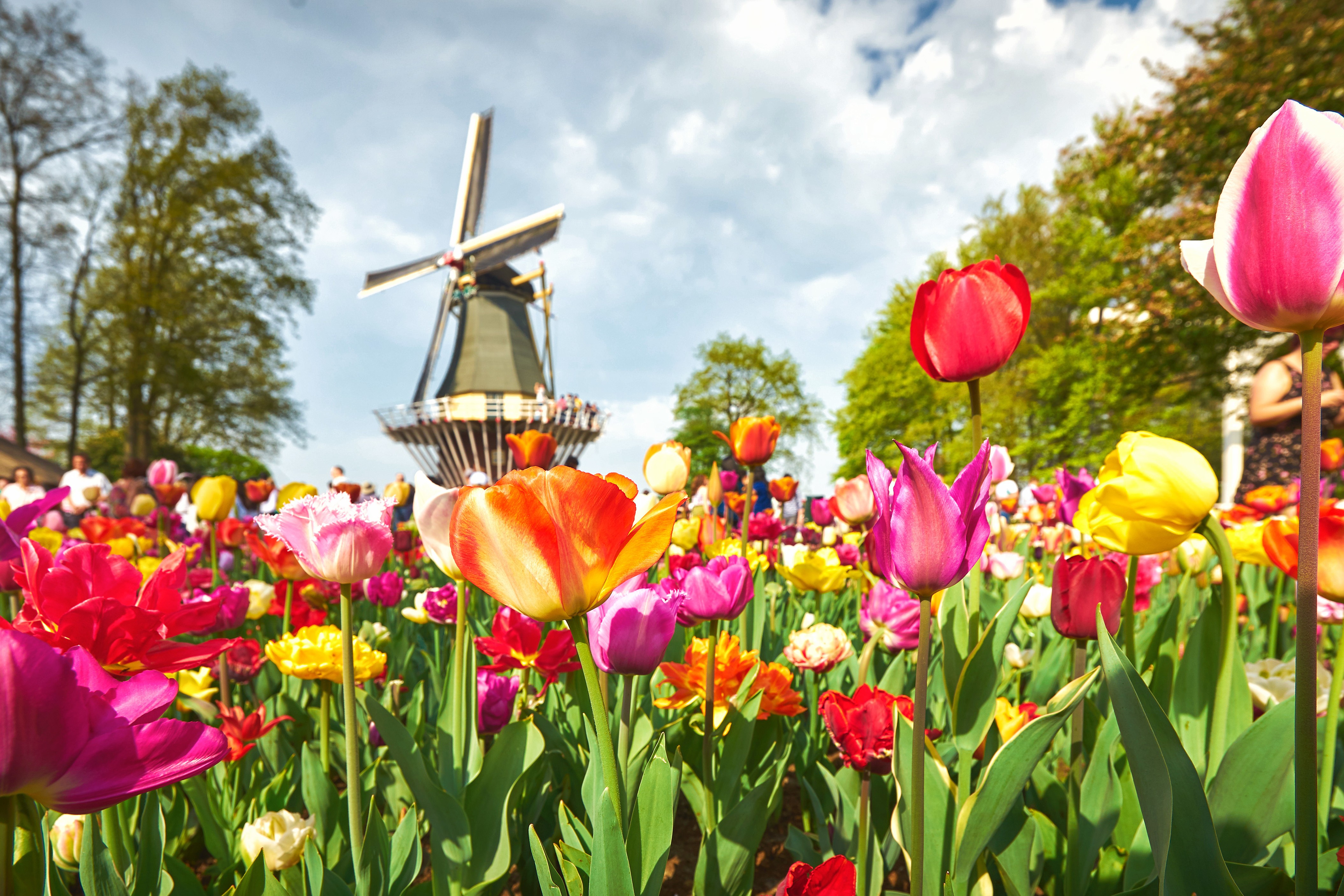 tulpen-adobestock-256809725.jpeg