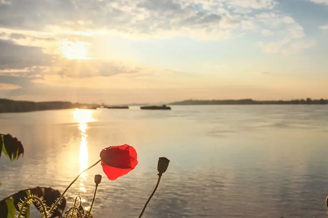 csm_DO_DLX_DONAUDELTA_MOHN_01_39L_911c9d9668.webp